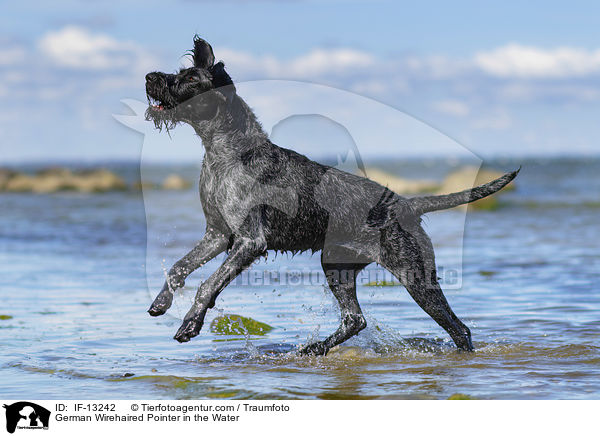 German Wirehaired Pointer in the Water / IF-13242