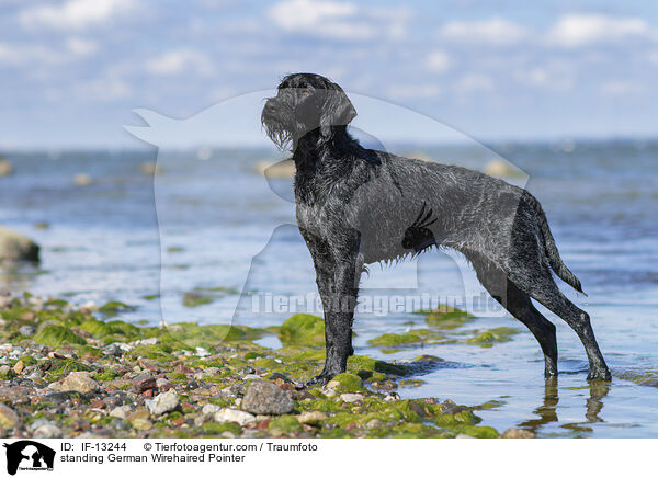 standing German Wirehaired Pointer / IF-13244