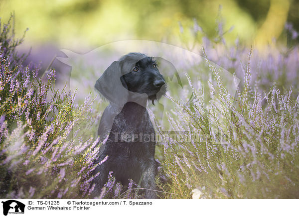 German Wirehaired Pointer / TS-01235