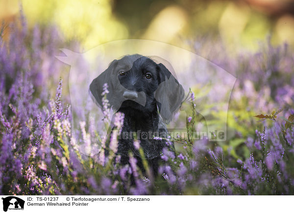 German Wirehaired Pointer / TS-01237