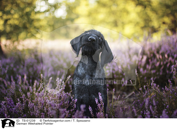German Wirehaired Pointer / TS-01239