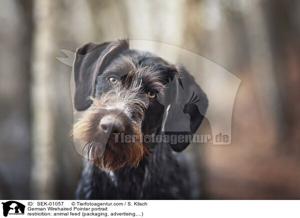 German Wirehaired Pointer portrait / SEK-01057