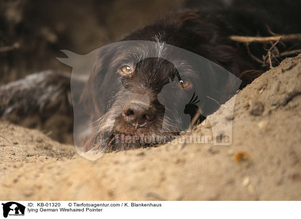 lying German Wirehaired Pointer / KB-01320