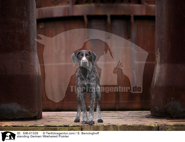 standing German Wirehaired Pointer / SIB-01328