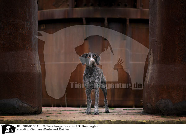 standing German Wirehaired Pointer / SIB-01331