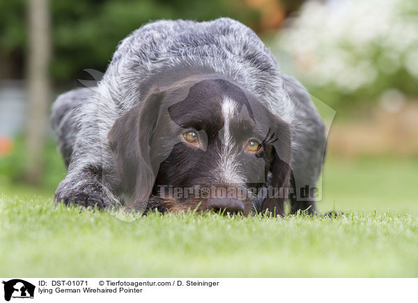 lying German Wirehaired Pointer / DST-01071