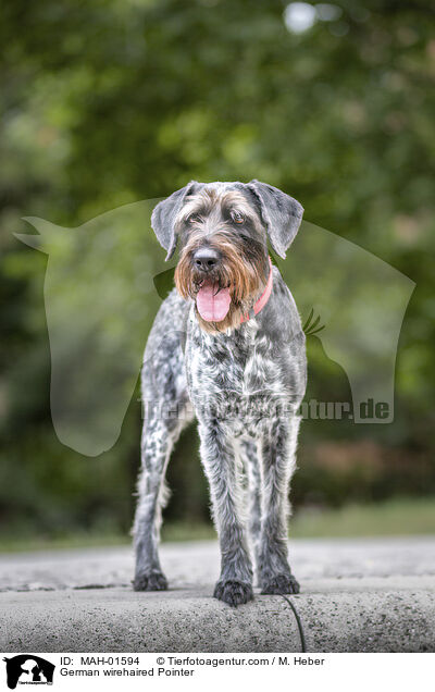German wirehaired Pointer / MAH-01594