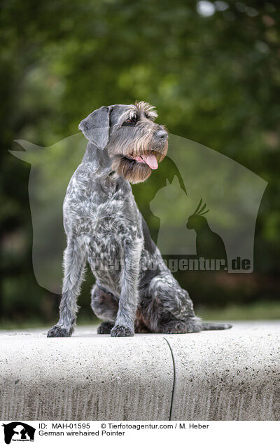 German wirehaired Pointer / MAH-01595
