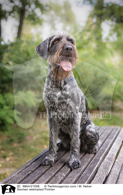 German wirehaired Pointer / MAH-01596