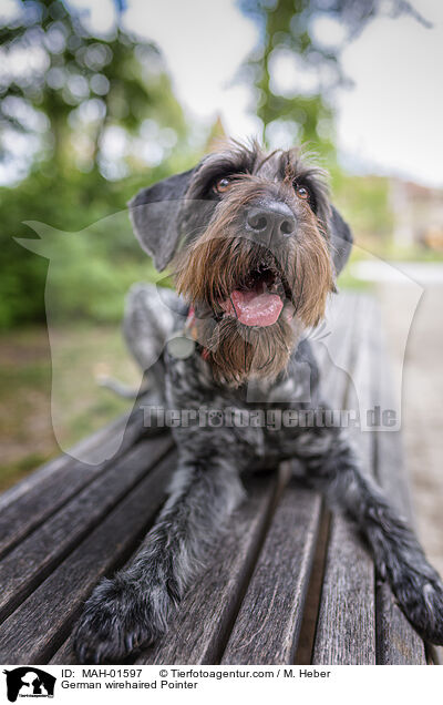 German wirehaired Pointer / MAH-01597