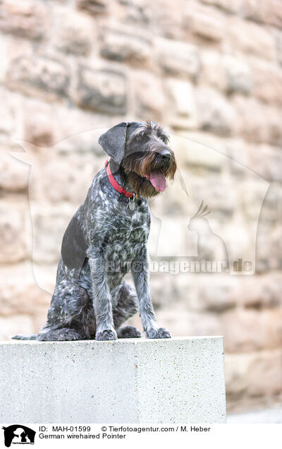 German wirehaired Pointer / MAH-01599