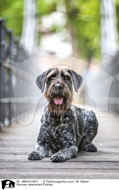 German wirehaired Pointer / MAH-01601