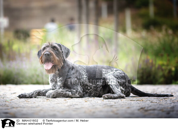 German wirehaired Pointer / MAH-01602