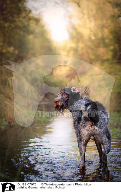 bathing German wirehaired Pointer / BS-07976