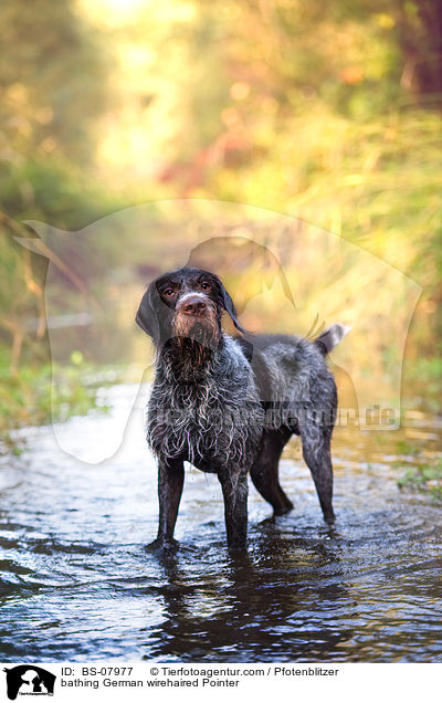 bathing German wirehaired Pointer / BS-07977