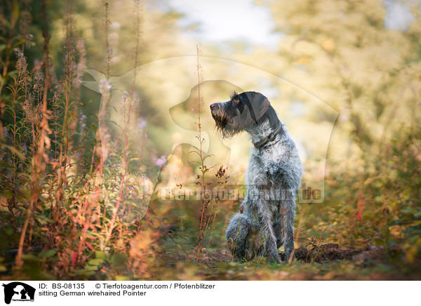 sitting German wirehaired Pointer / BS-08135