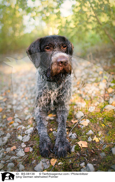 lying German wirehaired Pointer / BS-08138