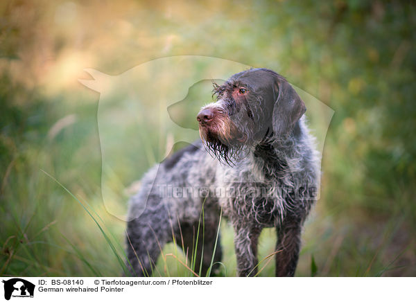 German wirehaired Pointer / BS-08140