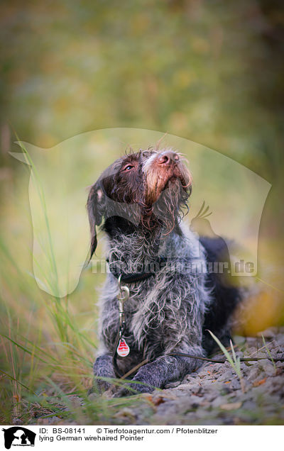 lying German wirehaired Pointer / BS-08141