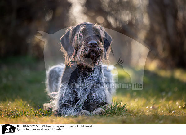 lying German wirehaired Pointer / UM-02215