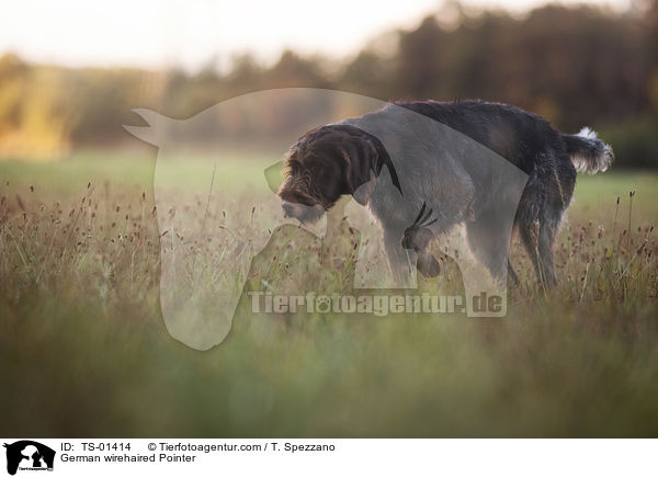 German wirehaired Pointer / TS-01414