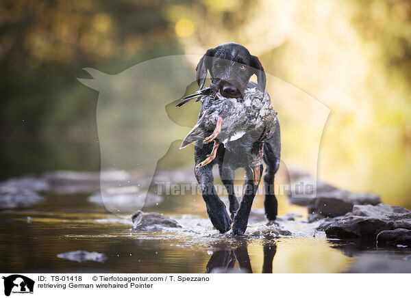 retrieving German wirehaired Pointer / TS-01418
