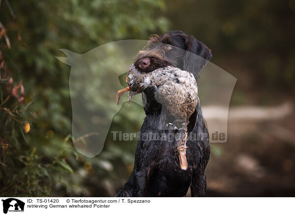 retrieving German wirehaired Pointer / TS-01420