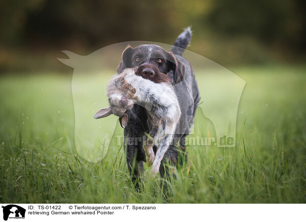 retrieving German wirehaired Pointer / TS-01422