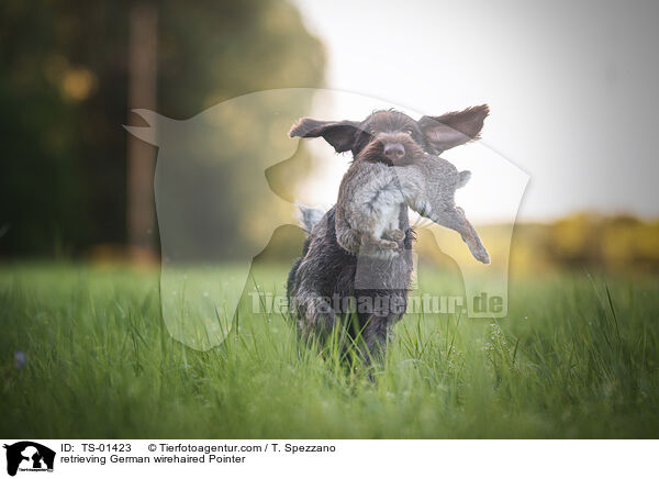 retrieving German wirehaired Pointer / TS-01423