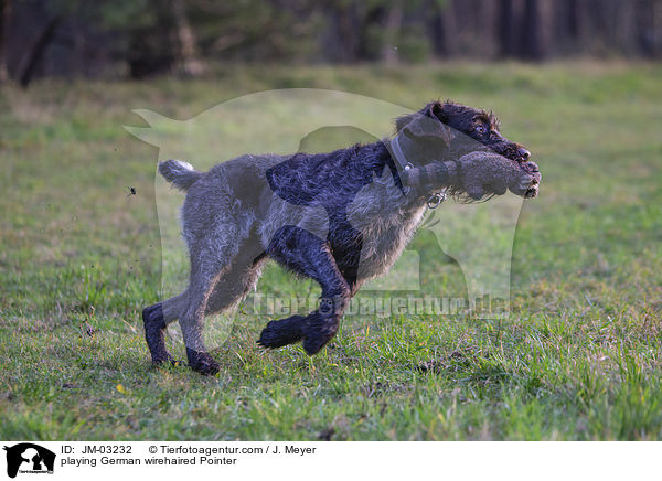 playing German wirehaired Pointer / JM-03232