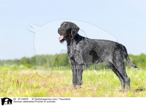 German wirehaired Pointer in summer / IF-14655