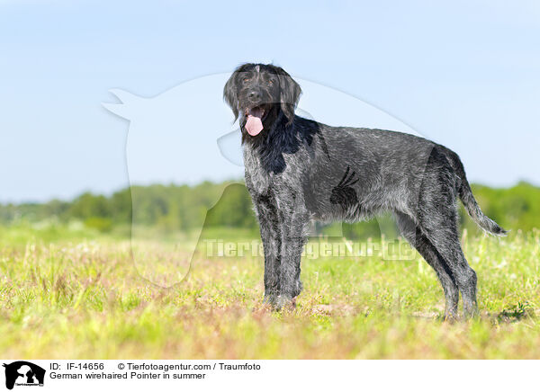 German wirehaired Pointer in summer / IF-14656