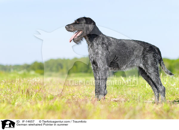 German wirehaired Pointer in summer / IF-14657