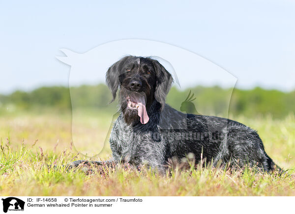 German wirehaired Pointer in summer / IF-14658