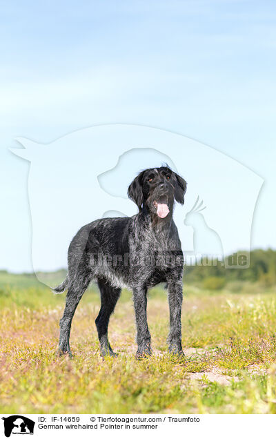 German wirehaired Pointer in summer / IF-14659