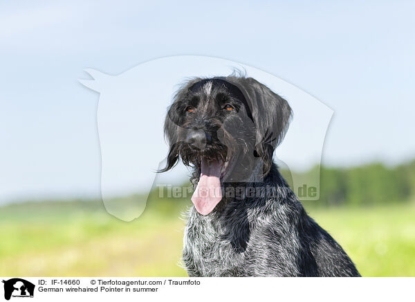 German wirehaired Pointer in summer / IF-14660