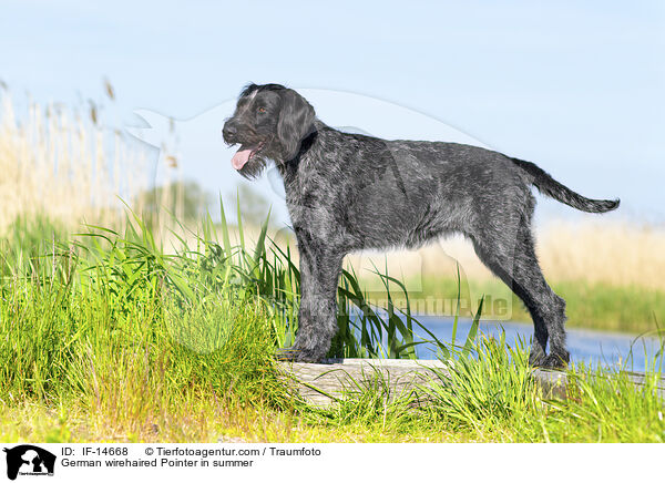 German wirehaired Pointer in summer / IF-14668