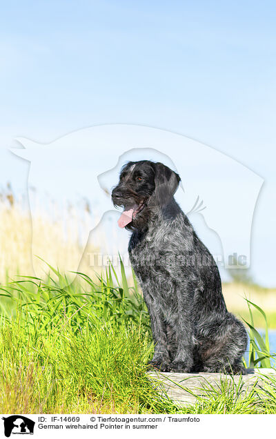 German wirehaired Pointer in summer / IF-14669