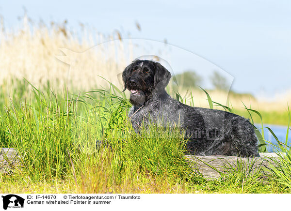 German wirehaired Pointer in summer / IF-14670