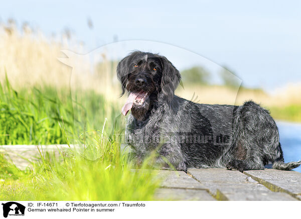 German wirehaired Pointer in summer / IF-14671