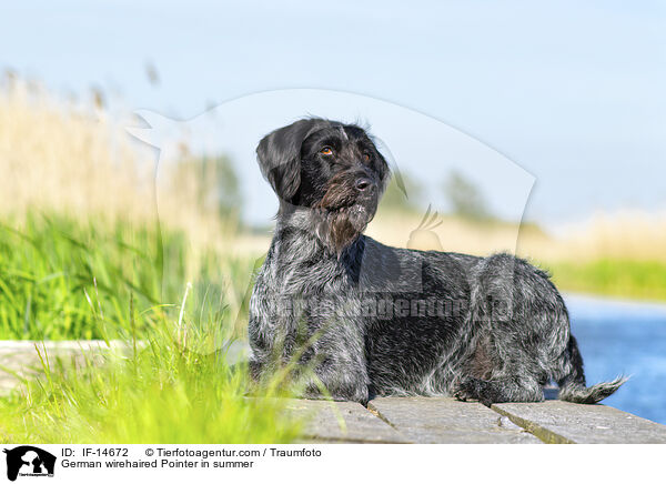 German wirehaired Pointer in summer / IF-14672