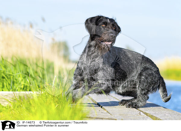 German wirehaired Pointer in summer / IF-14673