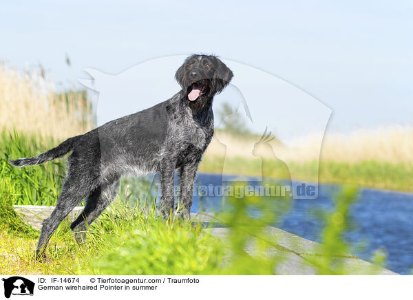 German wirehaired Pointer in summer / IF-14674