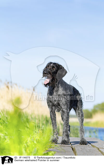 German wirehaired Pointer in summer / IF-14675