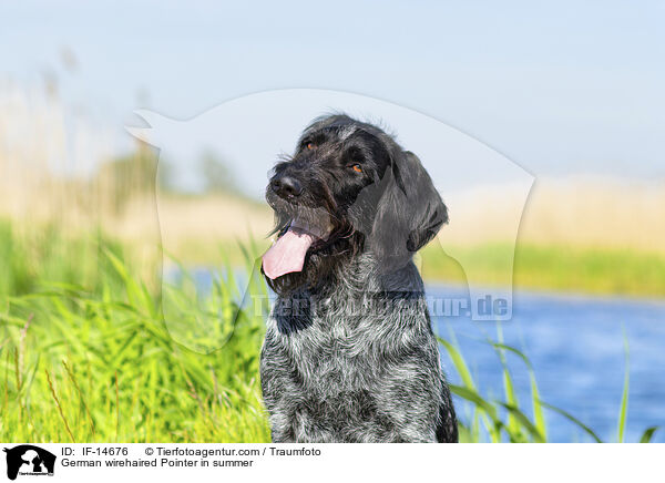 German wirehaired Pointer in summer / IF-14676