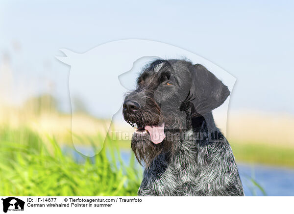 German wirehaired Pointer in summer / IF-14677
