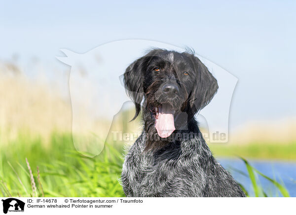 German wirehaired Pointer in summer / IF-14678