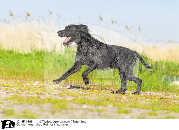 German wirehaired Pointer in summer / IF-14684