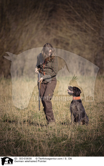 German wirehaired Pointer / SO-03838