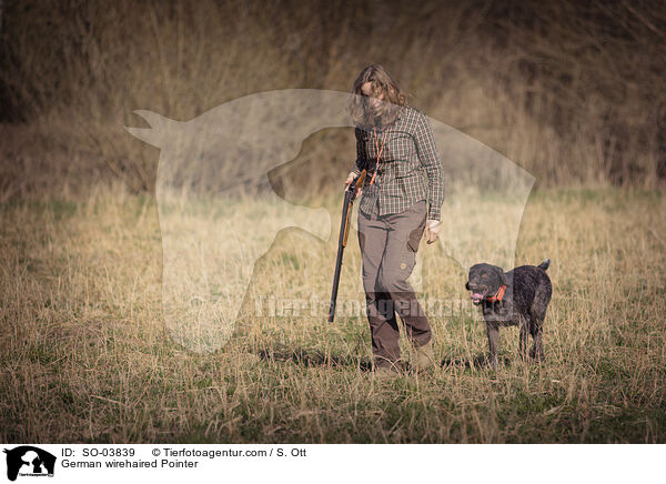 German wirehaired Pointer / SO-03839